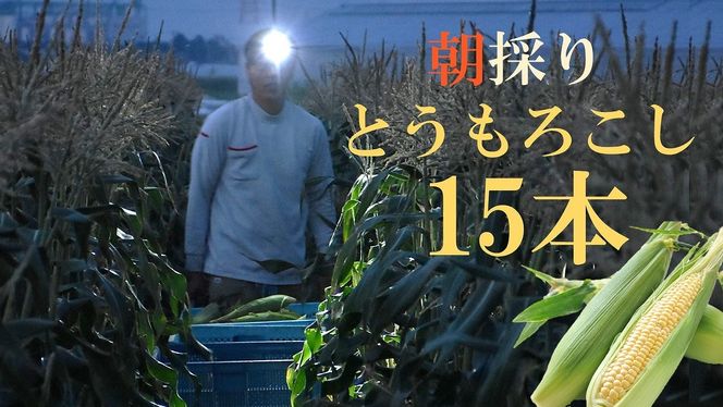 厳選朝採り とうもろこし(スイートコーン)「味来」 15本　H017-092