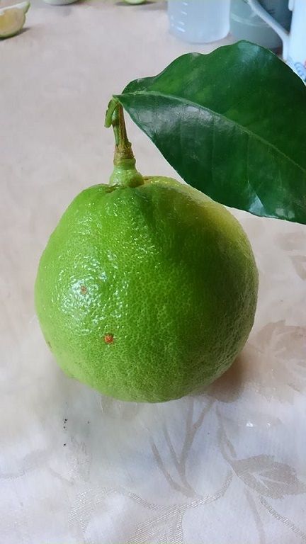 国産(美浜町産)ベルガモット『自宅用1kg入り』 ※2024年12月上旬頃より順次発送予定