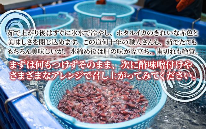 【先行予約】ほたるいか ボイル＆刺身セット 鶴瓶の家族に乾杯で放送5.13【(株)川村水産】※発送前に在宅確認の電話連絡をいたします！　※25年3月中旬以降順次発送予定