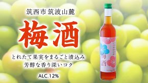 梅酒 アルコール 12％ （ 500ml × 1本 ） 果実酒 お酒 酒 梅 うめ ウメ [DP001ci]