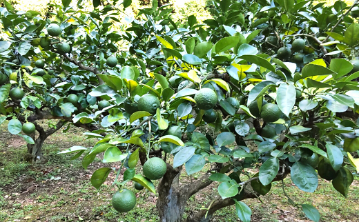 B3-116 【先行予約】かぼす （4kg）