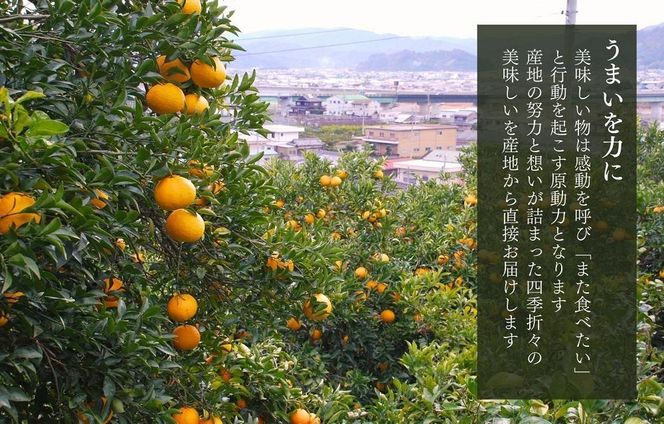 甘夏 小玉ちゃん 箱込 10kg (内容量約9.2kg) 秀品 優品 混合 Sサイズ以下 産地直送【みかんの会】 AX261