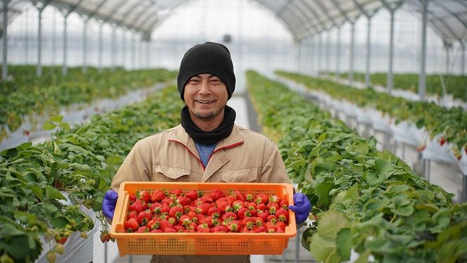 （予約受付中）【12月以降順次発送】まるで赤いサファイア!!丹精込めた完熟いちご!! 約450g H130-012