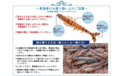 【指定日必須】天草産 活車海老 300g【発送期間2025年11月5日から2026年3月31日】ご入金後から14日以降かつ配送期間内にて、寄付フォームの応援メッセージ欄に必ず配送希望日を記載ください