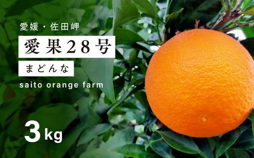 【先行予約】【数量限定】Saito Orange Farmの愛果28号（まどんな）3kg ｜ 柑橘 みかん ミカン フルーツ 果物 愛媛 高級 ブランド 限定 品種 甘い　※離島への配送不可　※2025年1月下旬頃より順次発送予定