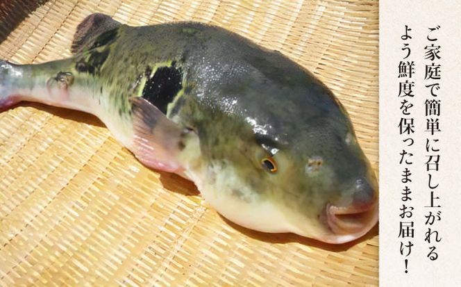 【父の日にお届け！】【長崎県産】活トラフグ フグ刺し Wセット（10～12人前） / ふぐ 刺身 南島原市 / ながいけ[SCH069]