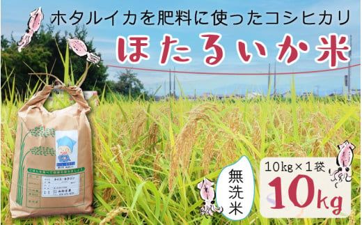 【訳あり】ほたるいか米（無洗米10kg）【通年発送】