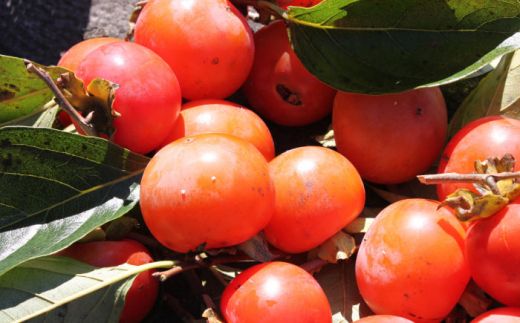 【業界誌 (料理通信) お宝食材コンテスト ベスト20選出】天然 酵母 柿酢 600ml×3本 / 南島原市 / 中邨 [SAG003]