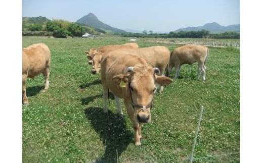 D029 山口放牧牛「おまかせ希少部位」