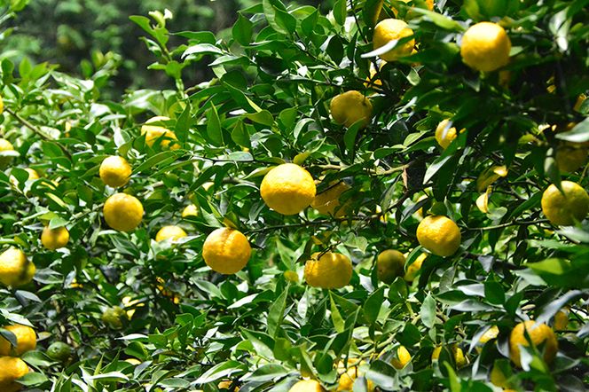 まるごとゆずジャム180g2個とゆず果汁150ml2本セット