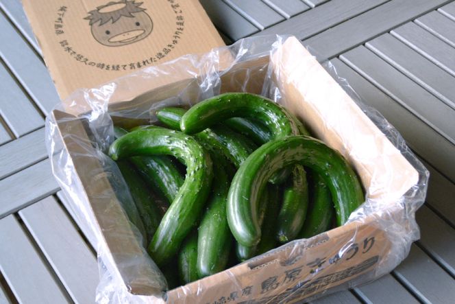 AG064【令和8年度出荷分】【訳あり】新鮮 朝採りきゅうり 2kg以上 [ きゅうり 野菜 サラダ 漬物 酢の物 長崎県 島原市 ]