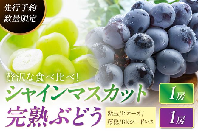 【先行予約／数量限定100】贅沢な食べ比べ 甘～ぃ！ジューシー！京丹後産 シャインマスカット1房＋ピオーネ・藤稔・紫玉・BKシードレス 内1房　計1kg前後2房入り　YK00177