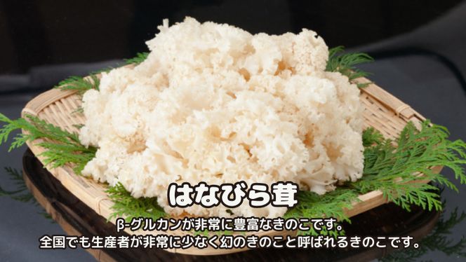 花びらたけ 粉末 3袋 セット（各 50g ） （茨城県共通返礼品：城里町） 花びら茸の粉末 ハナビラタケ 野菜 乾燥 花びらたけ きのこ パウダー 手軽 時短 [DY008us]