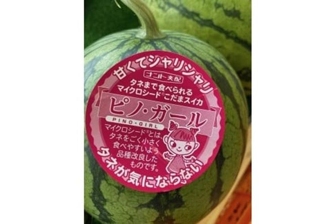 ys{Oszys\zb̏ʃXCJsmK[ 1ʁi1.5kgȏji2026N7{`j@BF00008