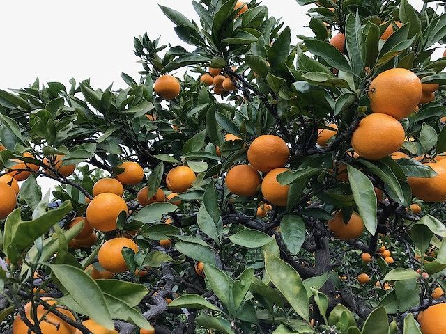 年内発送 ちょっと傷あり 完熟早生 有田みかん M ~ SS サイズ 2kg 手さげ箱 みかん  	BS650