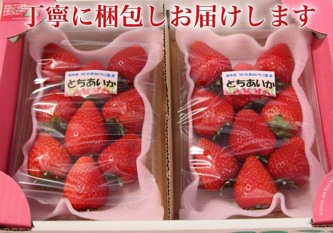 [2024年12月下旬から順次発送] 完熟朝摘み とちあいか 280g×2パックセット｜いちご 苺 イチゴ とちあいか フルーツ 果物 産地直送 先行予約 [0594]