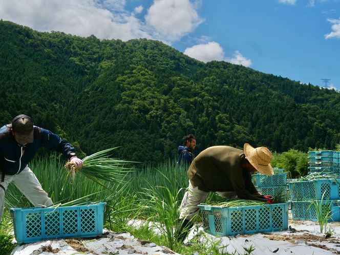 ＜こと京都＞ きざみ 九条ねぎ【冷凍・カップ】1.2kg （50g×24p) 《京都 伝統野菜 ネギ 使い切り 小分け ミニ 紙カップ》 ※離島への配送不可