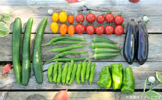 《令和8年分》数量限定！季節のお野菜詰め合わせ 夏(配送時期：7月～8月)【01017】