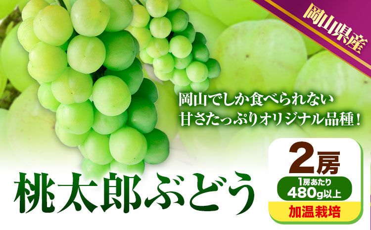 [先行予約] 岡山県産 桃太郎ぶどう 2房 (480g以上) 加温栽培 [配送不可地域あり] [7月上旬-8月末頃に出荷予定(土日祝除く)] 岡山県 矢掛町 ぶどう 葡萄 果物---osy_chbf5_af7_25_24500_2---