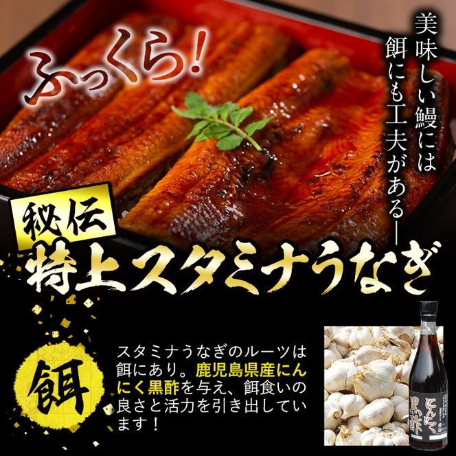 【数量限定】鹿児島県産！秘伝の特上スタミナうなぎ蒲焼き＆白焼き＜計3尾・計380g以上＞  b0-214