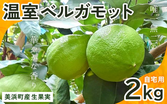 美浜町産温室ベルガモット　生果実『自宅用2kg入り』※2024年11月上旬〜2025年2月下旬頃に順次発送