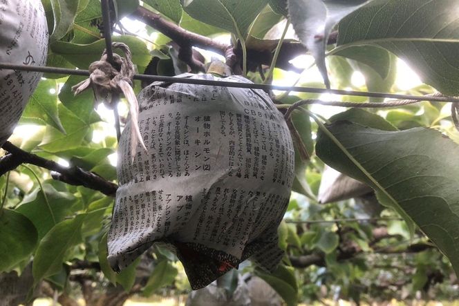 【先行予約／数量限定100】【訳あり】新興梨 優品 5kg（8～16玉入り）（2026年10月上旬～発送）　SF00043