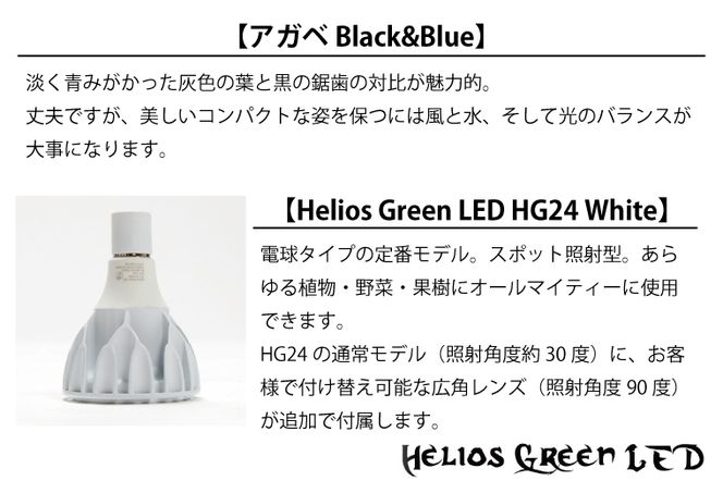 BN008-1　お部屋の癒し　観葉植物「アガベ（Black&Blue)」、植物育成ライト「ヘリオスグリーンLED（ホワイト）」、害虫忌避剤「バリアグリーンオイルⅢ」の3点セット