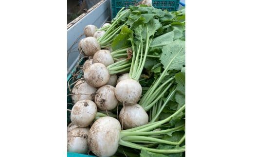 159-2024-02　【冷蔵便】季節のこだわり野菜セット 野菜詰め合わせ（春野菜 夏野菜 ハーブ など）