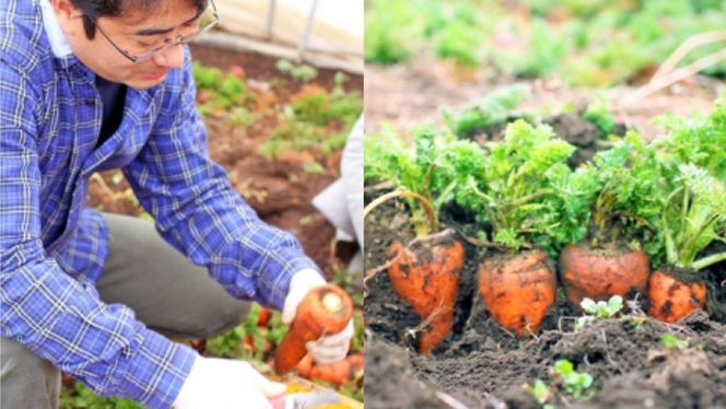 人参物語 まるごと 100％ にんじん ジュース 72本入り 野菜 ジュース [AN002ci]