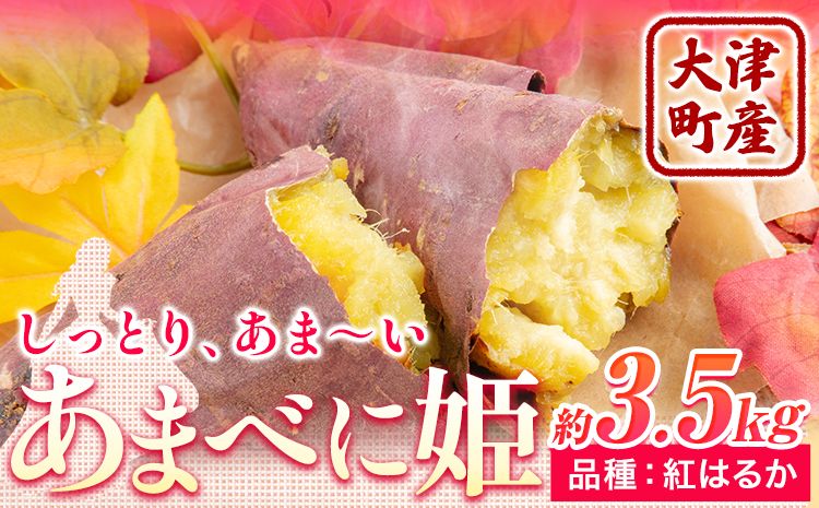熊本県 大津町産 あまべに姫 (紅はるか) 約3.5kg ガブレス[12月上旬-3月末頃出荷]さつまいも 芋 紫芋 高糖度---so_gbabh_af123_r7_7500_3500g---