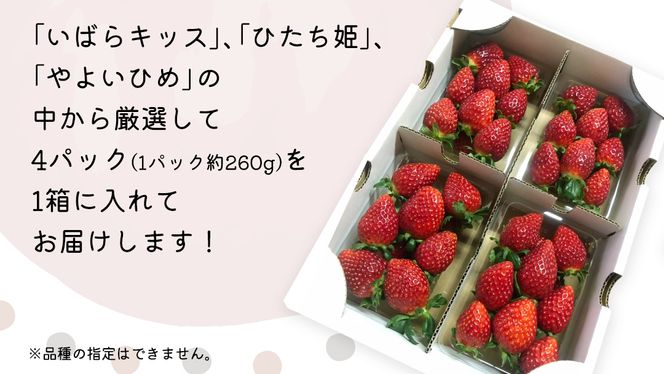 【 先行予約 】 【 定期コース 】 厳選 いちご 4パック 【 毎月 第1木曜に全3回発送 初回発送 2025年1月9日 】 ( 茨城県共通返礼品 : 常陸太田市 ) 約260g×4パック いばらキッス ひたち姫 やよいひめ から 厳選して お届け 定期便 いちご 数量限定 果物 くだもの フルーツ 苺 イチゴ 数量限定 [ES005us]