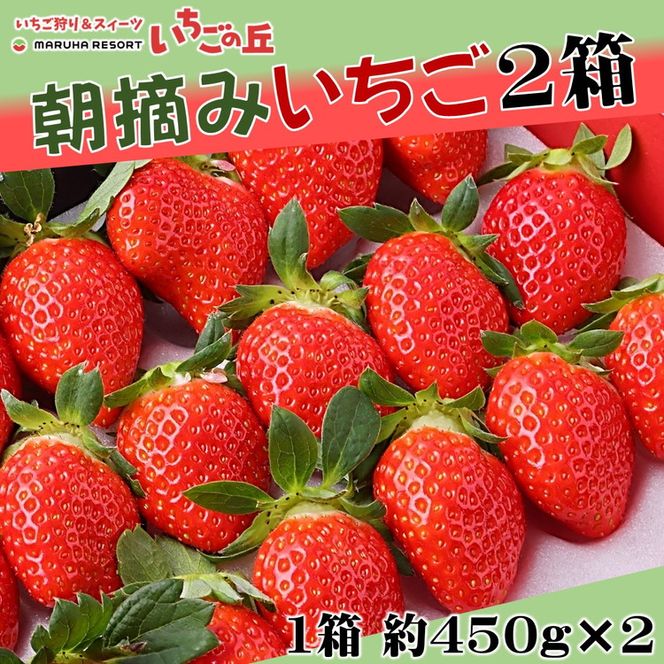 【2025年1月上旬発送開始】まるは食堂 マルハリゾート いちごの丘の『朝摘みいちご』2箱（1箱約450g） ※2025年1月上旬～3月下旬頃に順次発送予定 ※北海道・沖縄・離島への配送不可 ※着日指定不可