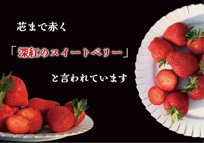 果肉まで真っ赤な深紅のスイートベリー『58ロハスファームのロイヤルクイーン』1箱【2025年1月中旬より順次発送】｜いちご 苺 果物 フルーツ 産地直送 先行予約 [0578]