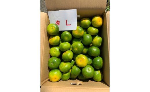 極早生みかん 赤秀品 Lサイズ 5kg CC20