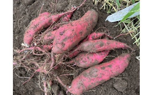 【定期便4ヶ月】生芋　10kg　S～2Lサイズ混合　1箱 いも長 | さつまいも いも 生いも 紅はるか 国産 ※着日指定不可 ※離島への配送不可