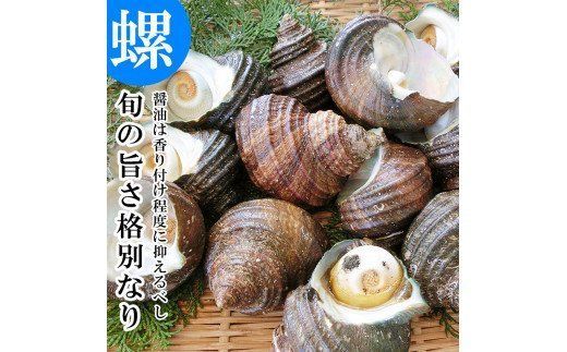 【E12001】大分市で採れた　天然活きサザエ　1ｋｇ