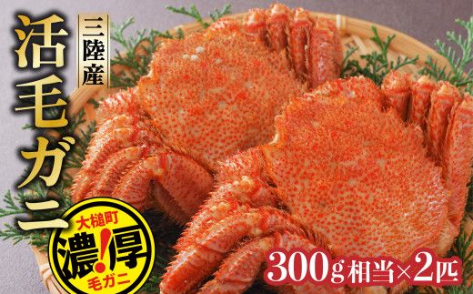 [期間限定!2026年3月〜4月発送先行予約]三陸産活毛ガニ300g相当×2杯(2尾) [0tsuchi00810][35]