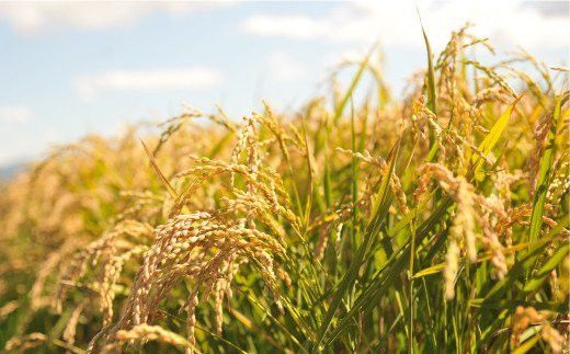 ＜令和7年度産＞玄米で健康促進！『定期便6回』北海道産ななつぼし10kg《令和７年10月頃より発送予定》【3900802】