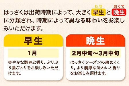 【訳あり/ご家庭用】はっさく 約4kg (4L~Sサイズ)サイズ不選別 早生 晩生指定不可 《2026年2月上旬-3月中旬頃出荷》和歌山県 紀の川市 産地直送 みかん 八朔 柑橘 果物 フルーツ ご家庭用 ビタミンC たっぷり---wfn_wlocal104_2j3c_25_6000_4kg---