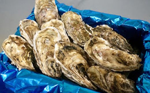 北海道 仙鳳趾名産 牡蠣 150g～199g×12コ+かきナイフ付き かき漁師直送 K3-3＜センポウシ : 釧路町の東 厚岸湾の西 カキの名産地＞ | せんぽうし 牡蠣 生食用 殻付き 生牡蠣 絶品 産地直送 北海道 釧路町 釧路超 特産品 121-1268-50
