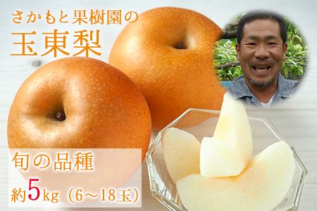 『さかもと果樹園』の玉東梨 約5kg 6玉-18玉前後 《8月中旬-9月末頃出荷》【日付指定・品種指定不可】 熊本県玉名郡玉東町 梨 なし 果物 フルーツ 旬の梨---sg_csksyun_bc8_25_14000_5kg---