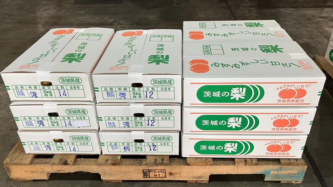 【 2025年9月下旬発送開始 】 茨城県産 梨 新高 （約 5kg ） 6～12玉 フルーツ 果物 なし ナシ 旬 新鮮 甘い 国産 ジューシー みずみずしい 先行予約 [CL005us]	