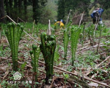 A4103 かかさの手仕事　惣菜セット