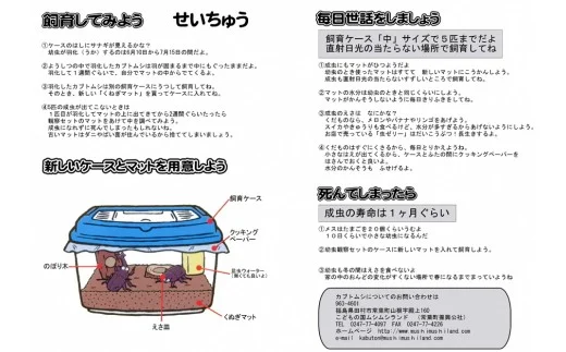 【 2026年発送分 5月31日（日）23:59:00 決済完了分まで！】 カブトムシ 幼虫 観察セット 自由研究 昆虫 成虫 生体 虫 飼育 夏休み 自然 環境 子供 孫 プレゼント 贈答 福島県 田村市 田村 ムシムシランド N002-003