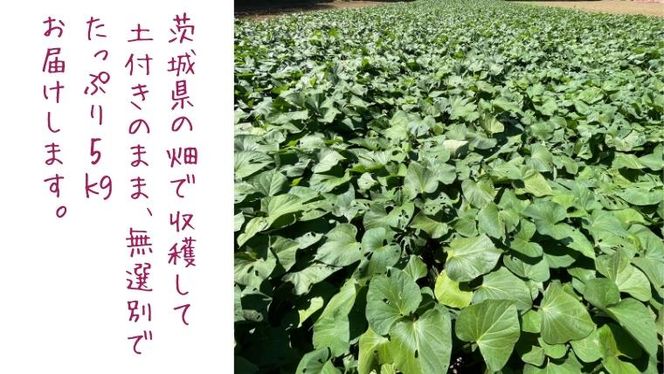 茨城県産 さつまいも 紅はるか 5kg （ 土付き サイズ無選別 ） べにはるか いも 茨城 甘い おいしい 美味しい [ED01-NT]