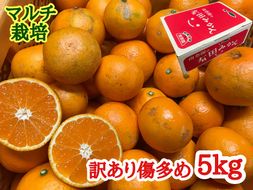 訳あり 傷多め マルチ栽培 有田 みかん 5kg L ～ SS サイズおまかせ 南泰園 BS679