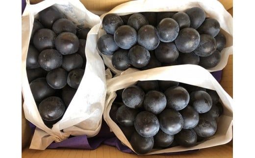 【2025年発送分】希少品種「ブラックビート」3～4房（約2kg）種なし 種無し 黒葡萄 ぶどう ブドウ 葡萄 フルーツ 果物 山梨 やまなし 富士川町 先行予約