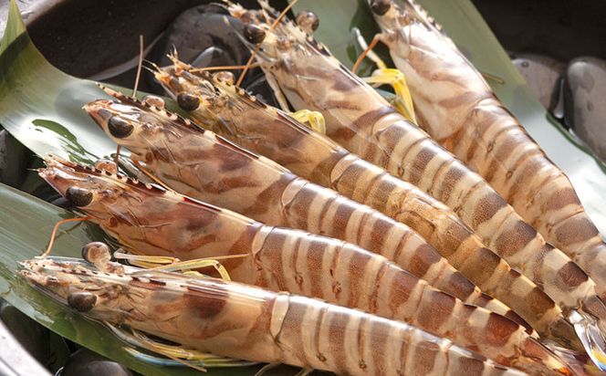 【訳アリ】活き〆急速冷凍車エビ（生食可・約400g）- 海老 車えび 車海老 冷凍 生エビ 国産 養殖 えび天 エビフライ 塩焼き 人気 沖縄県 八重瀬町