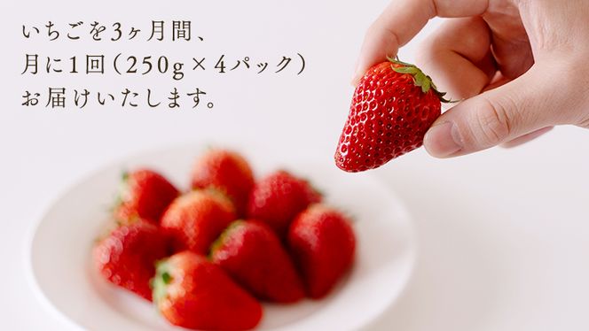 y錧΂݂炢szy  z v3kg͂  3A͂ i1F250g×4pbNj×3 y2026N1甭Jnzi錧ʕԗiF闢j ʕ t[c C`S    ƂƂ  gق 悢Ђ  [BI346-NT]