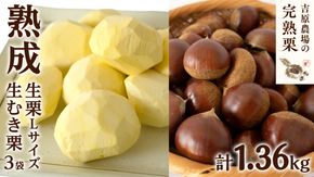 【 吉原農場 の 完熟栗 】 熟成 生栗 1kg Lサイズ ・ 生むき栗 3袋 令和7年産 セット 完熟 栗 くり クリ 栗ごはん 贈答 ギフト 果物 フルーツ 数量限定 旬 秋 冬 正月 おせち [CX010ci]